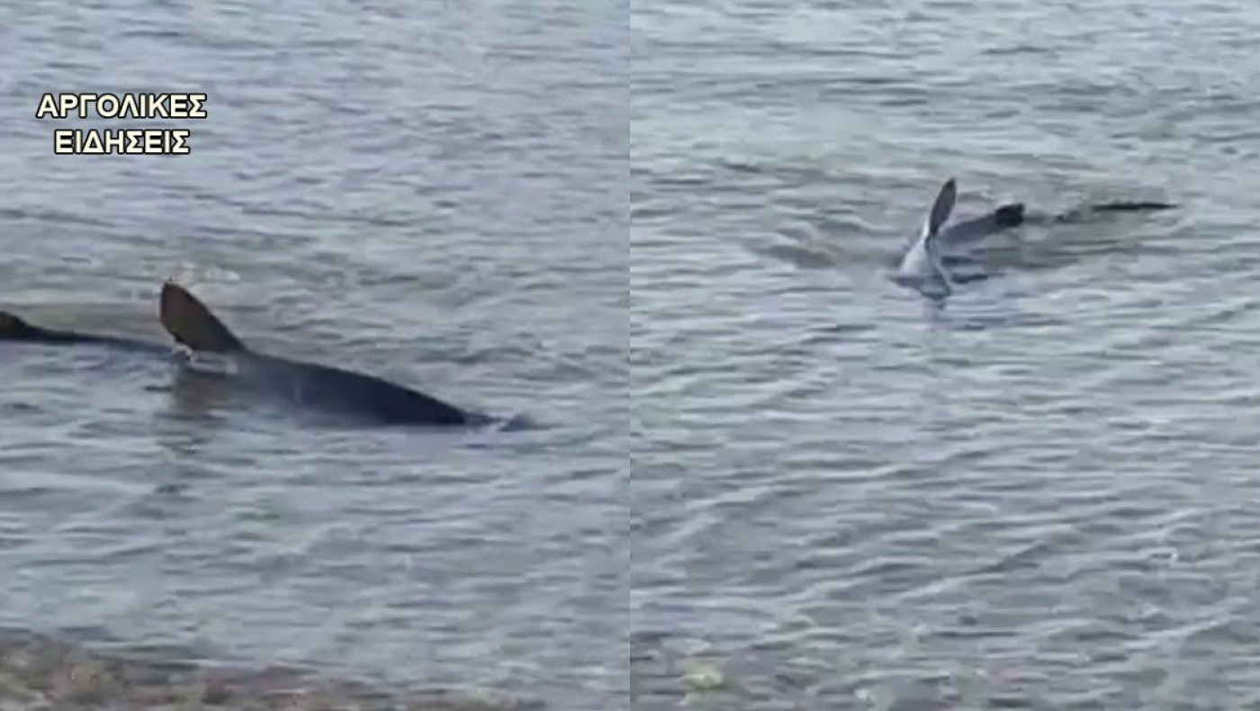 Αργολίδα: «Γαλάζιος καρχαρίας»... κολυμπούσε στα ρηχά