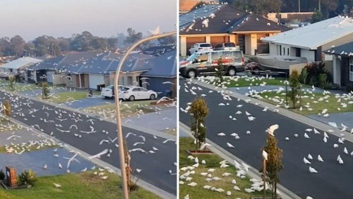 Απίστευτη εικόνα! «Επίθεση» πουλιών σε κατοικημένη περιοχή που θυμίζει... Χίτσκοκ!