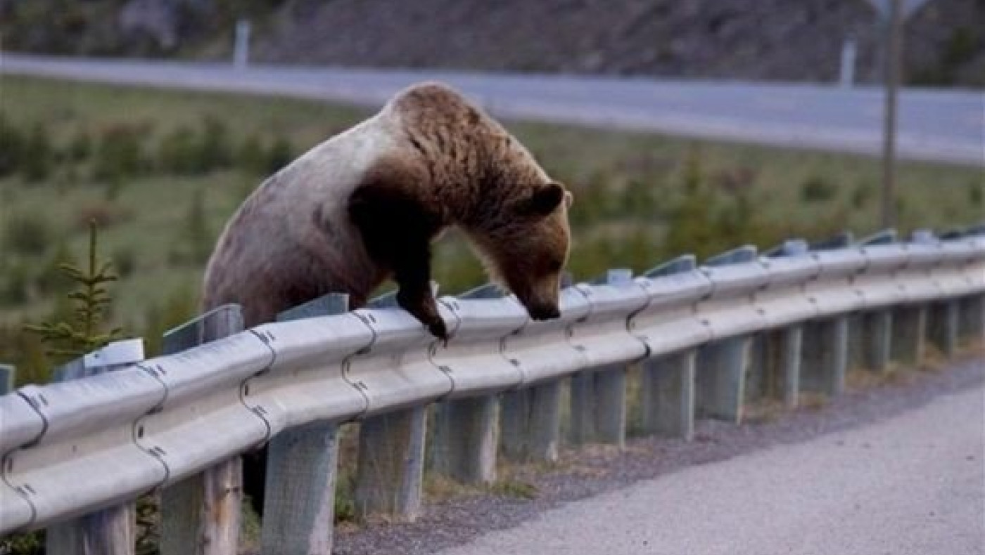 Καστοριά: Νέα εμφάνιση αρκούδων, έφτασαν κοντά στα σπίτια