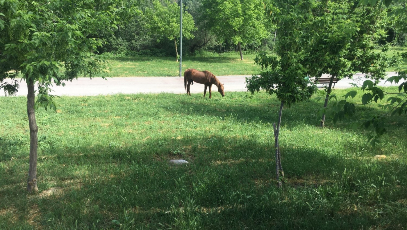 Αλογο βγήκε βόλτα σε κεντρικό δρόμο της Λάρισας - Τα έχασαν οι κάτοικοι