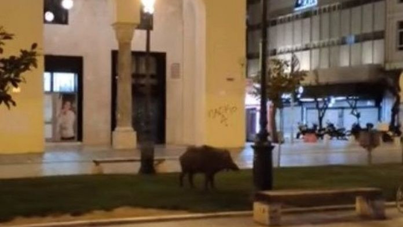 Δήμος Θεσσαλονίκης: Προμηθεύεται... αναισθητικό όπλο για τη μάχη με τα αγριογούρουνα