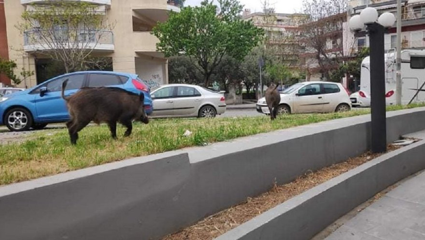 Δανιηλίδης για τα αγριογούρουνα: Φράχτης στην Περιφερειακή Οδό