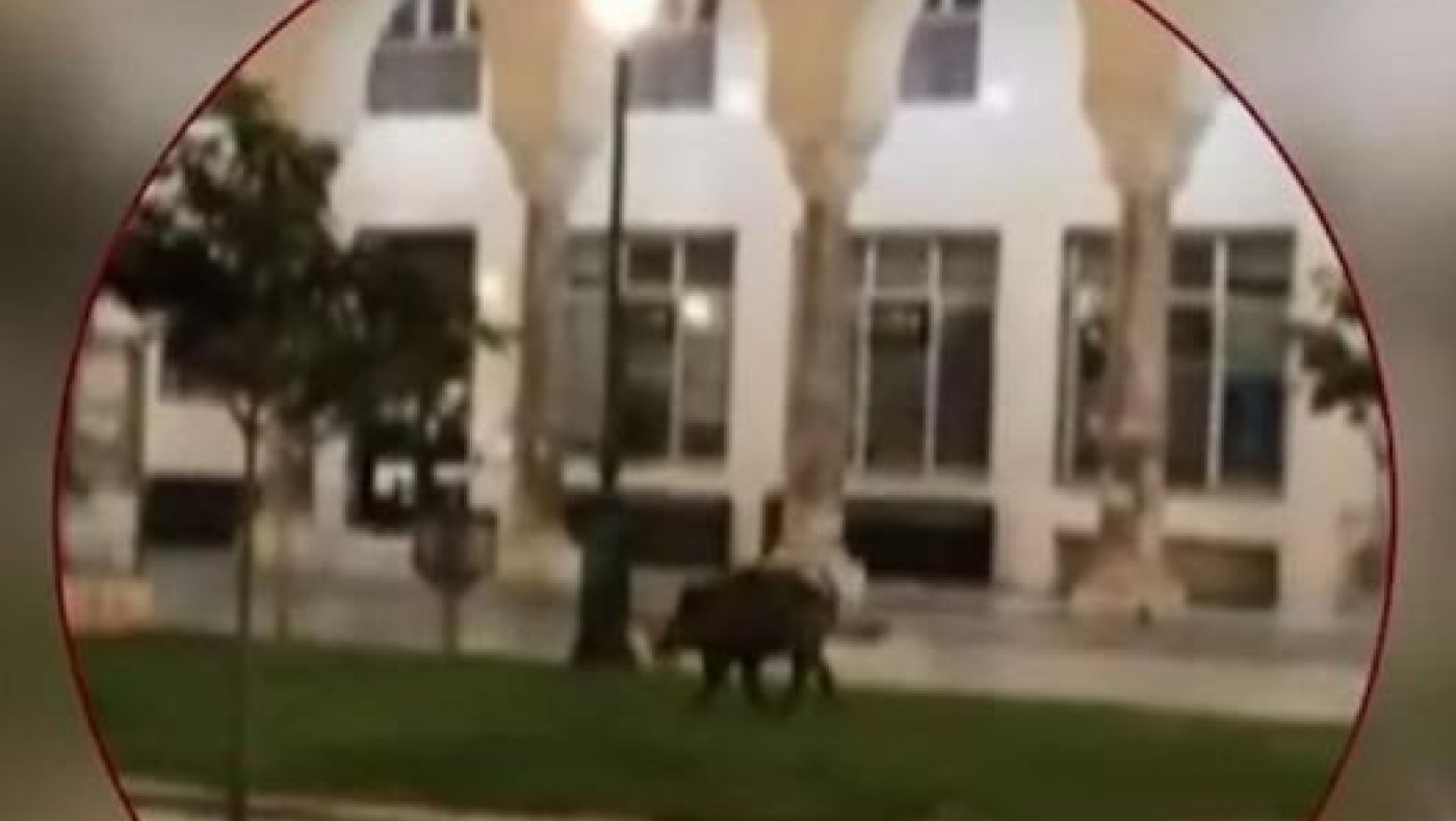 Θεσσαλονίκη: Συνελήφθη το αγριογούρουνο που βολτάριζε στο κέντρο!