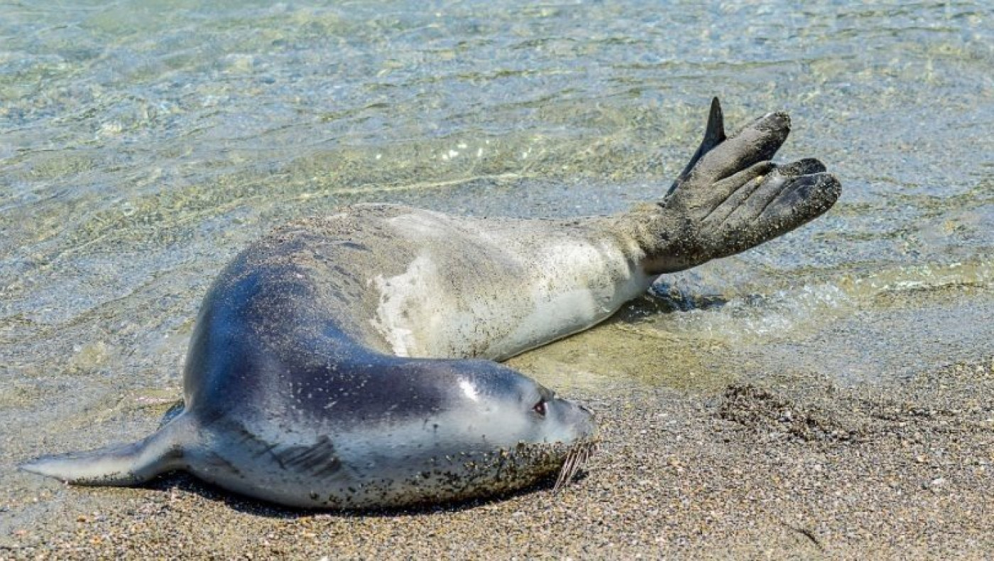 Φώκια δάγκωσε τουρίστρια στην Αλόννησο: Μεταφέρθηκε στο νοσοκομείο
