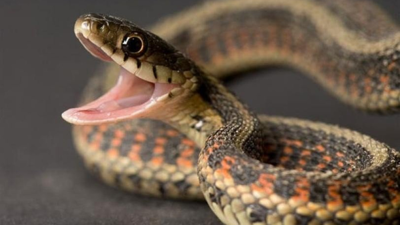 Ρωσίδα χορεύτρια την... πάτησε με φίδι-Ήθελε φωτογραφία για τα likes αλλά... (vid)