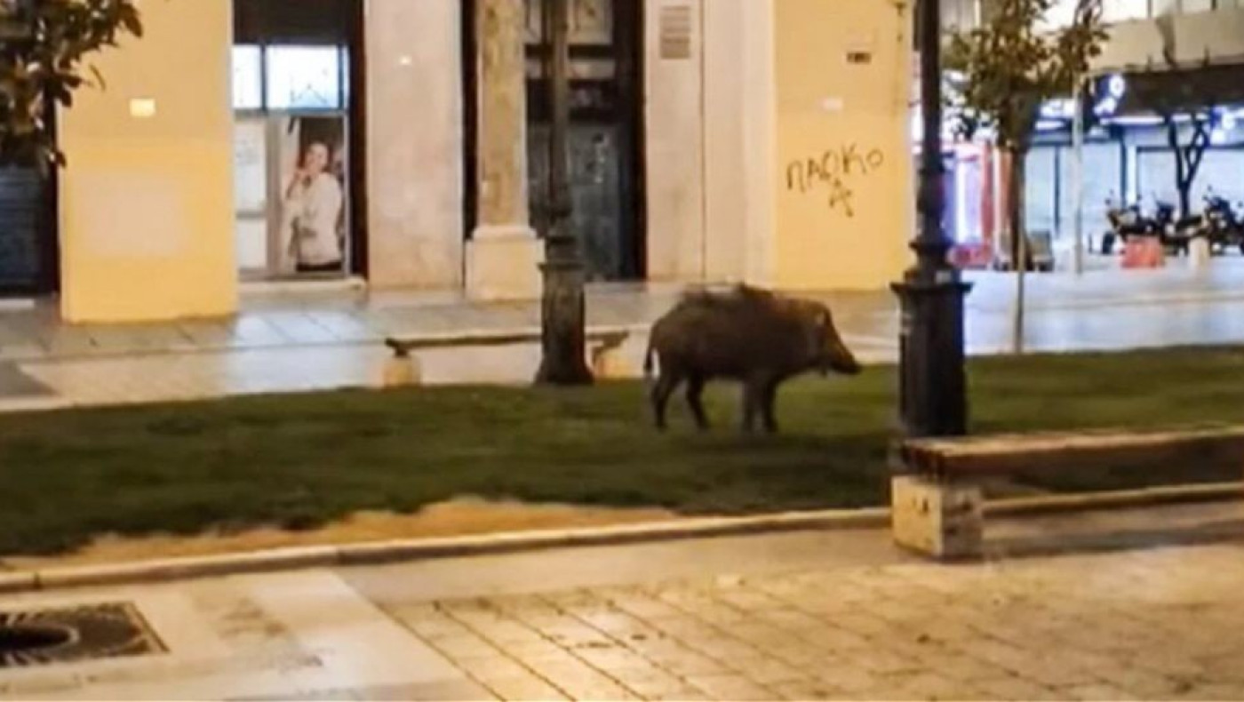 Αγριογούρουνα στην Θεσσαλονίκη: Τι προβλέπει εγκύκλιος του ΥΠΕΝ