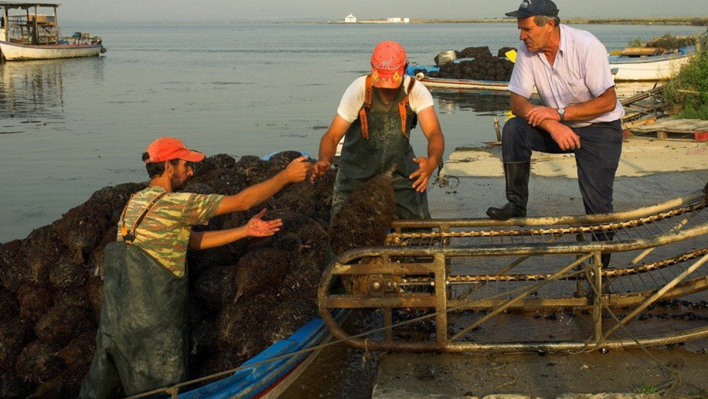 Μυδοκαλλιεργητές Χαλάστρας: Δραματική μείωση των εξαγωγών