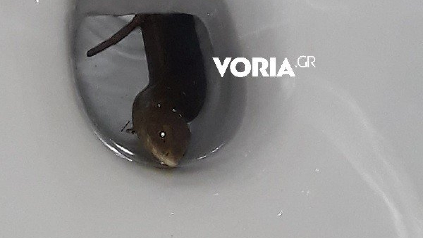 Θεσσαλονίκη: Βρήκε ερπετό στην τουαλέτα της!