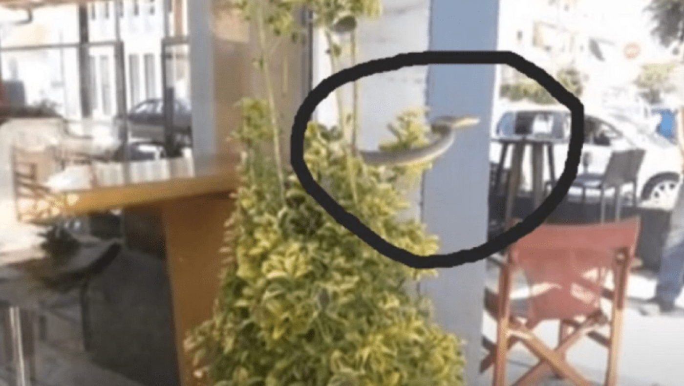 Σέρρες: Εμφανίστηκε φίδι σε καφετέρια στο κέντρο της Ηράκλειας, δείτε τι έγινε