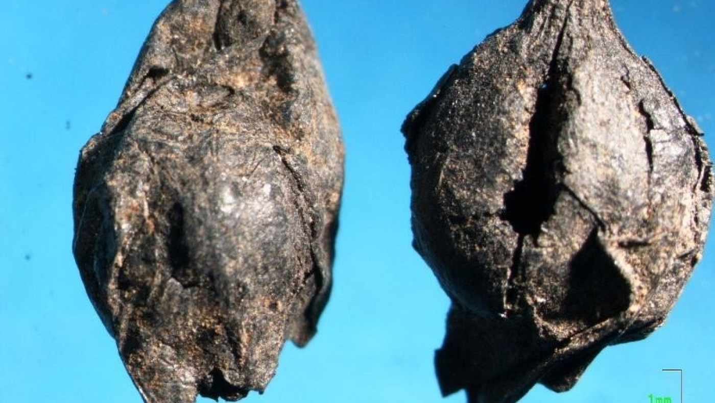 Θεσσαλονίκη: Πλιγούρι 4.000 ετών -Γιαννιτσά: Μεσολιθική μπύρα