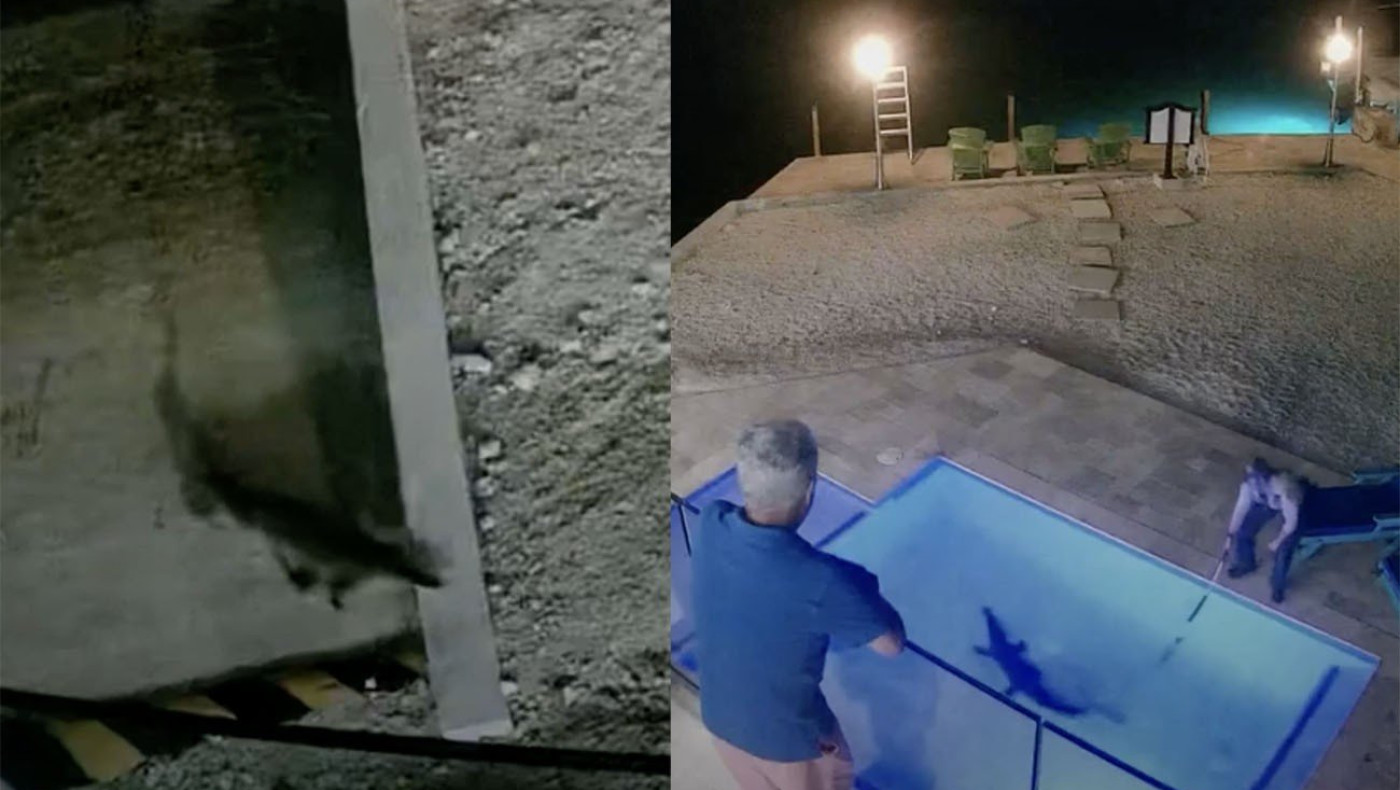 Βρήκαν έναν κροκόδειλο στην πισίνα του σπιτιού τους