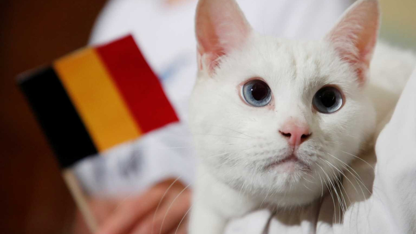 Euro 2020: Ο κουφός γάτος προβλέπει νίκη Βελγίου κόντρα στη Ρωσία