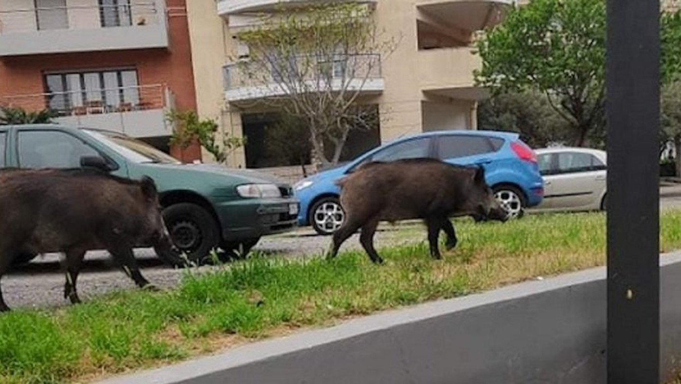 Απίστευτο: Τα αγριογούρουνα… άρχισαν να βουτούν στη θάλασσα!