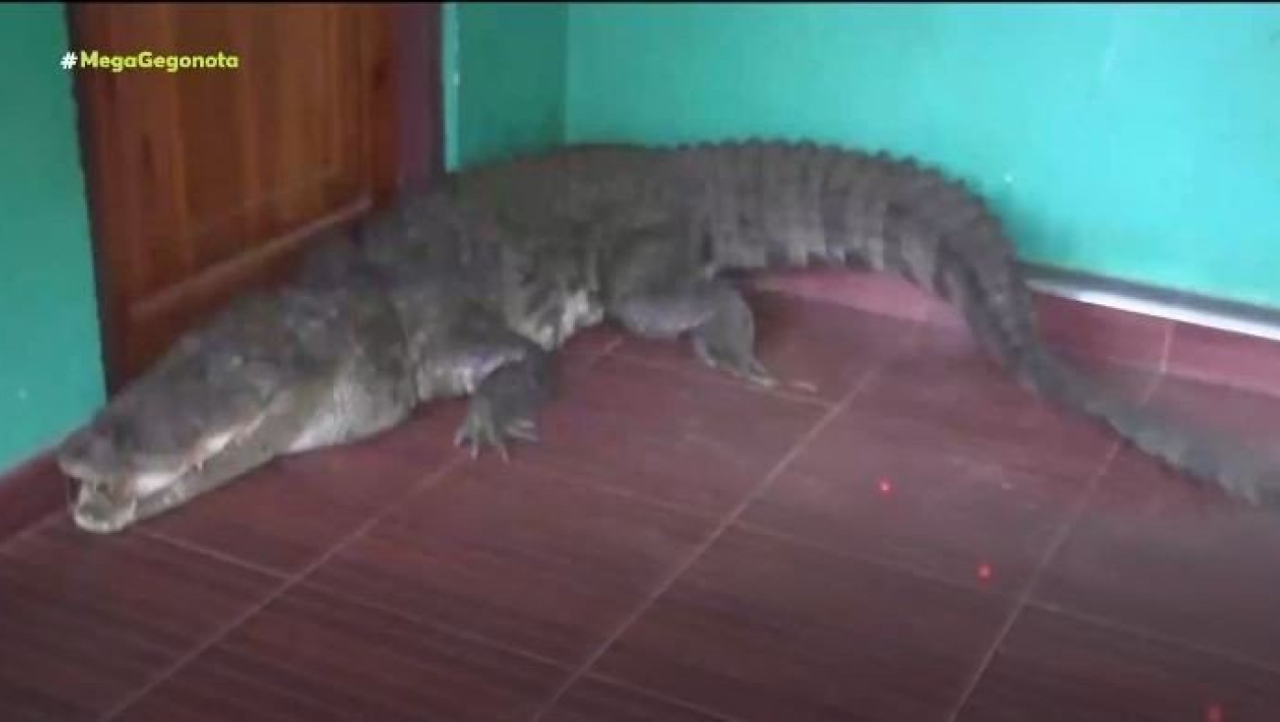 Άνοιξε την πόρτα του σπιτιού της και αντίκρισε έναν κροκόδειλο τριών μέτρων