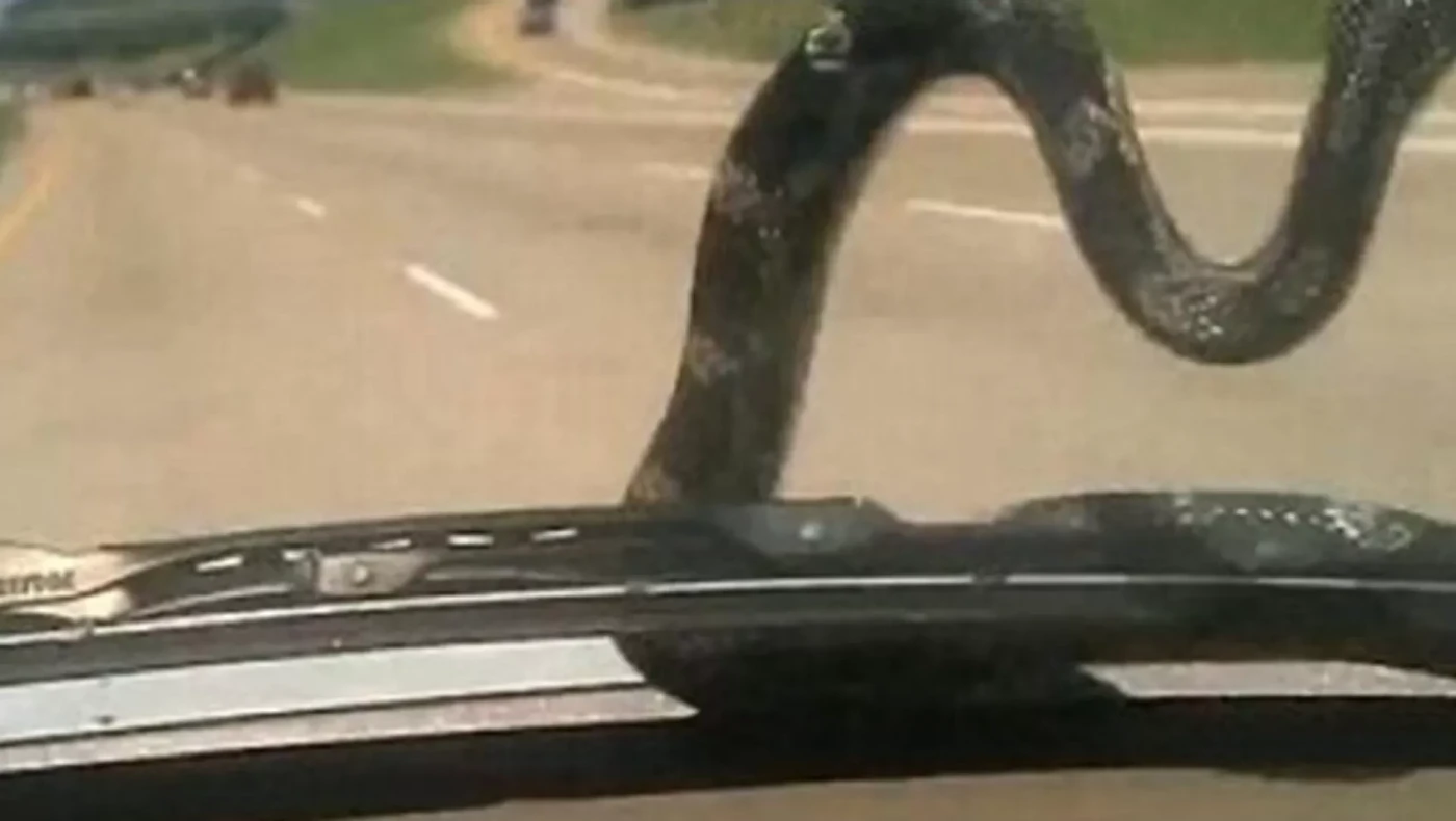 Στιγμές τρόμου για οδηγό στη Θεσσαλονίκη: Φίδι πετάχτηκε στο παρμπρίζ