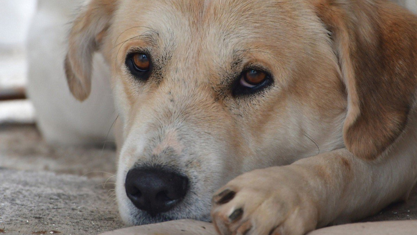 Ρόδος: Σκύλος στεκόταν πάνω από το νεκρό αφεντικό του
