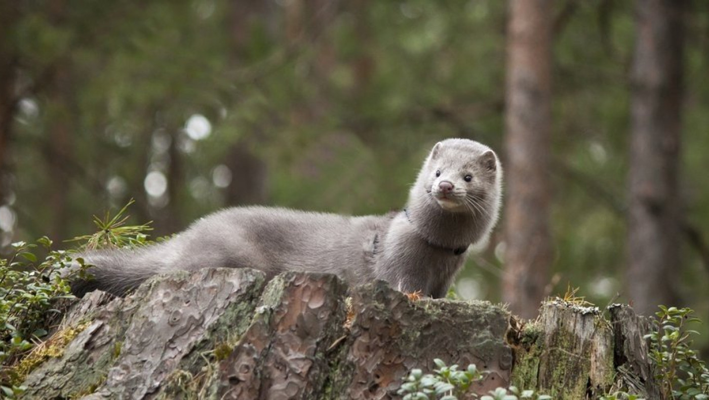 Επιδρομή από μινκ στην Καστοριά - Πού οφείλεται το φαινόμενο