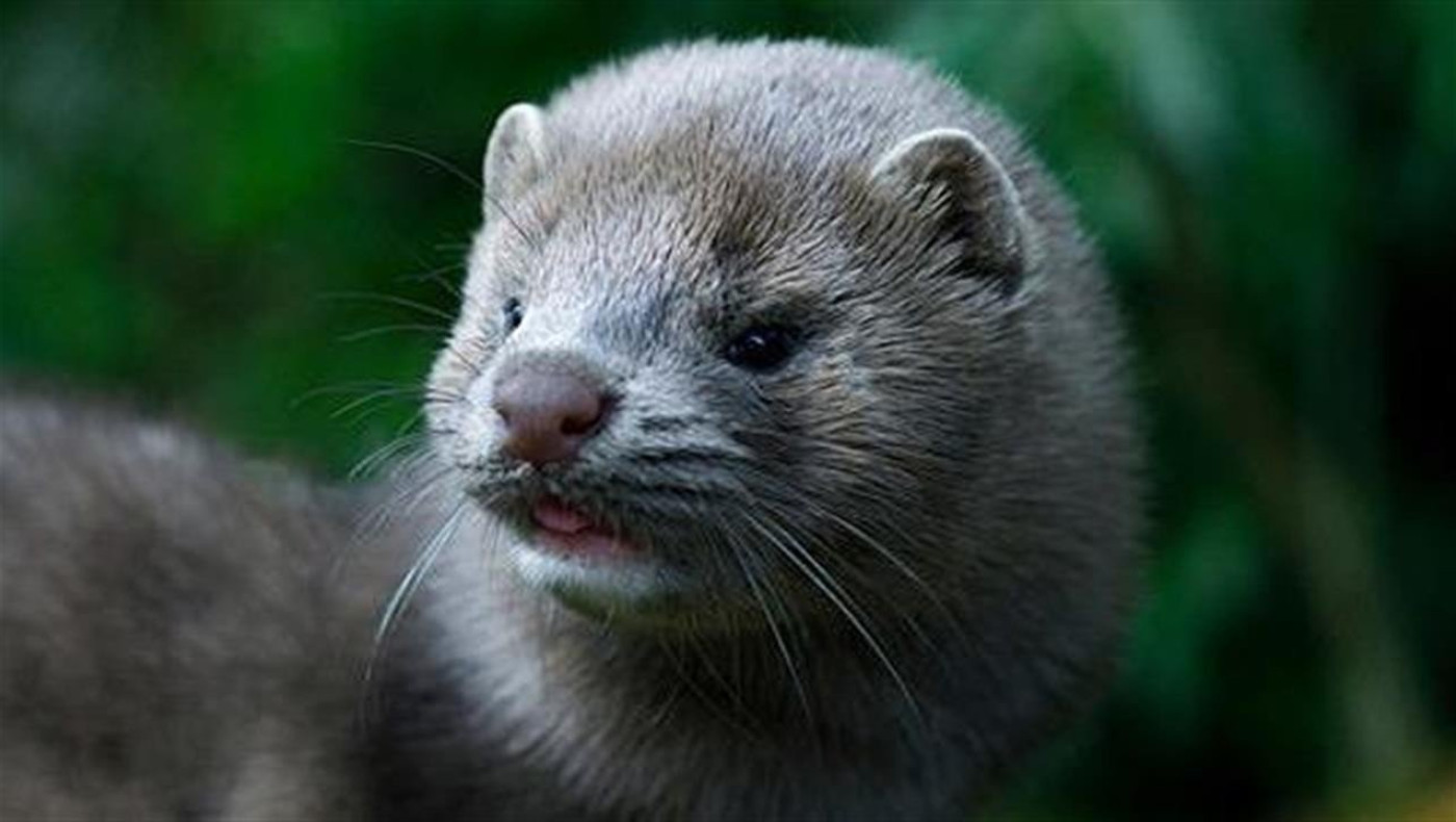 Κοζάνη: «Ούτε τα παράθυρα δεν μπορούμε να ανοίξουμε εξαιτίας των μινκ»!