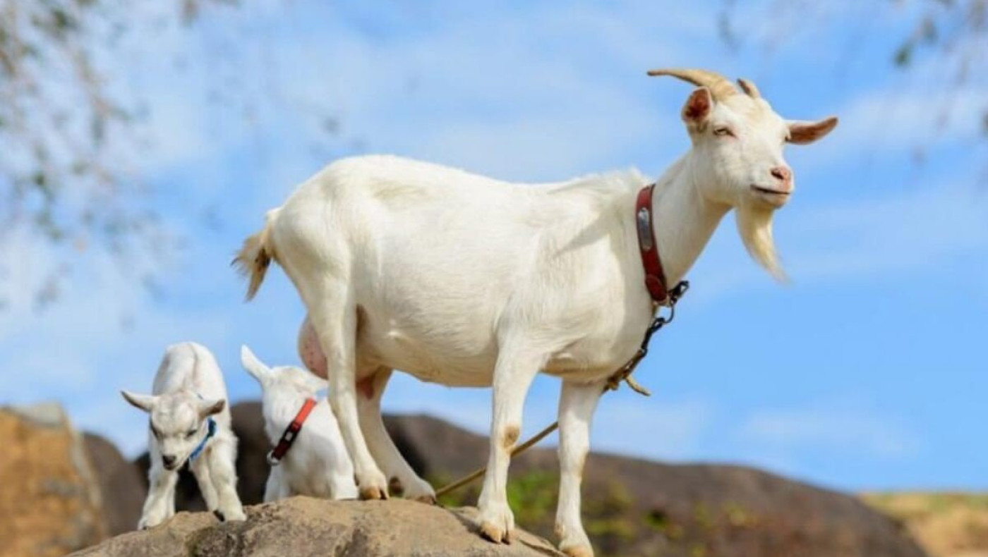 Σαν ανέκδοτο: Απίστευτο τροχαίο με ένα ΙΧ, έναν αστυνομικό και μια... κατσίκα