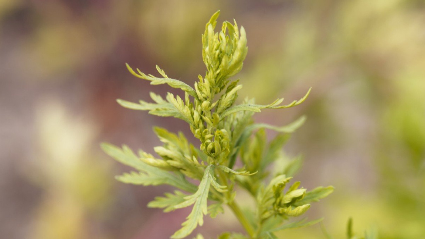 Κορωνοϊός: Το θεραπευτικό φυτό που μπορεί να εξουδετερώσει τον ιό