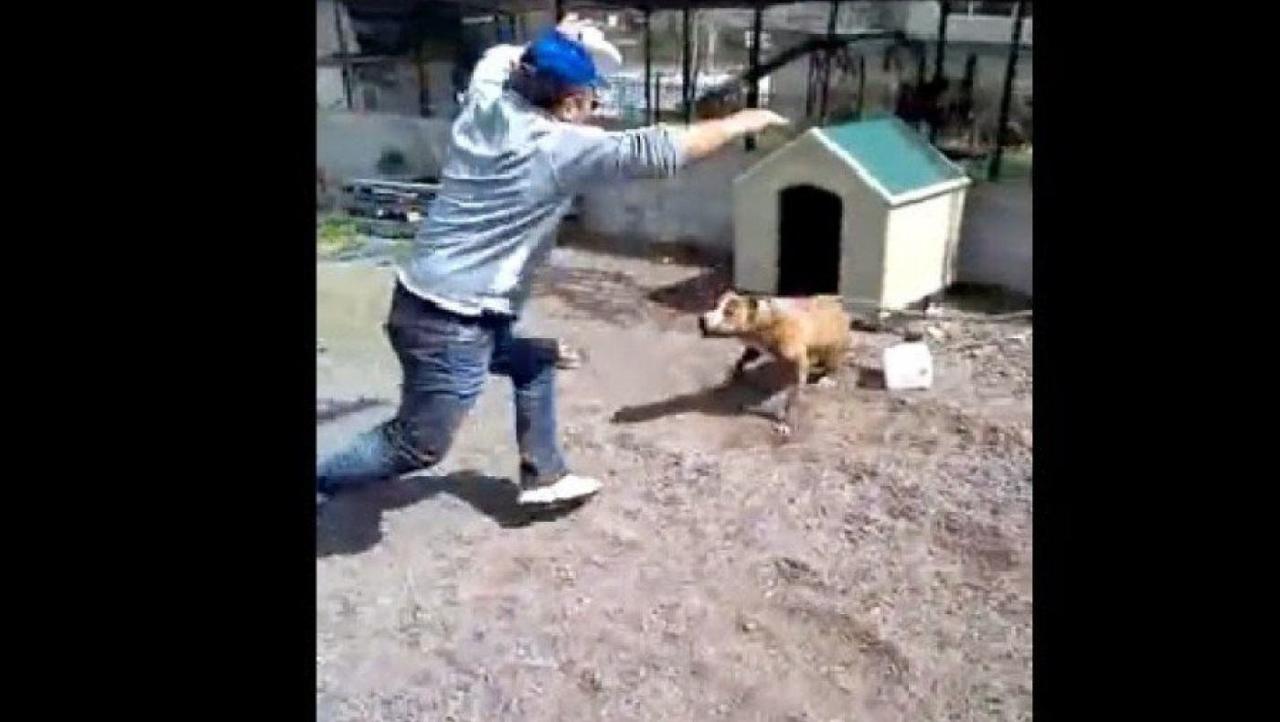 «Κοροΐδευε» δεμένο pitbull αλλά... δείτε τι έγινε όταν λύθηκε! (video)  