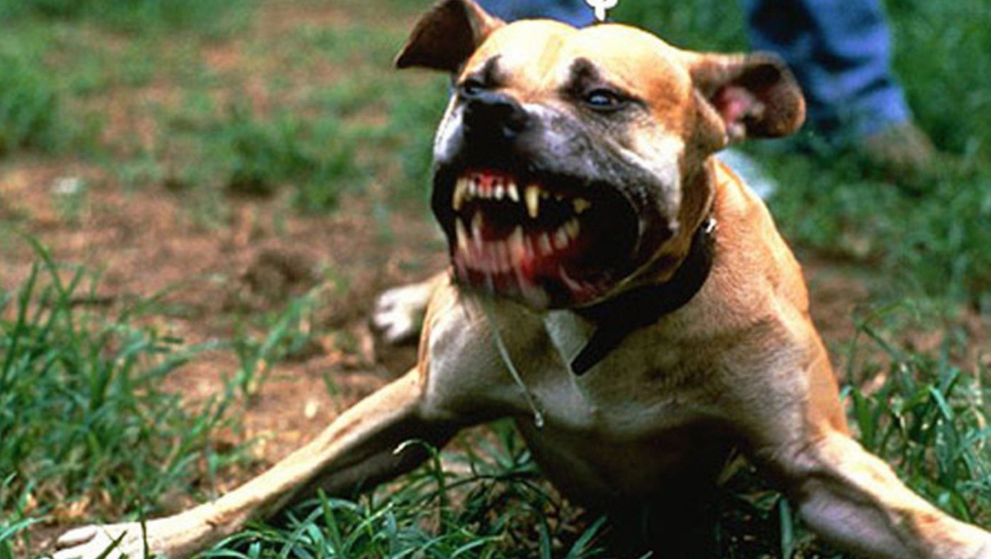 Το βίντεο της επίθεσης του πίτμπουλ στο Νέο Ρύσιο