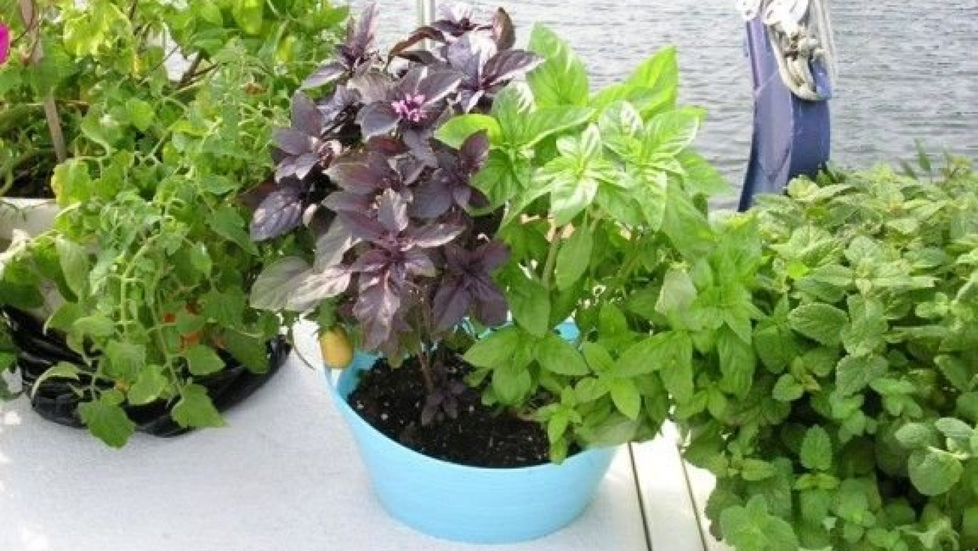 Με ποια φυτά θα διώξετε τα κουνούπια από το σπίτι σας!