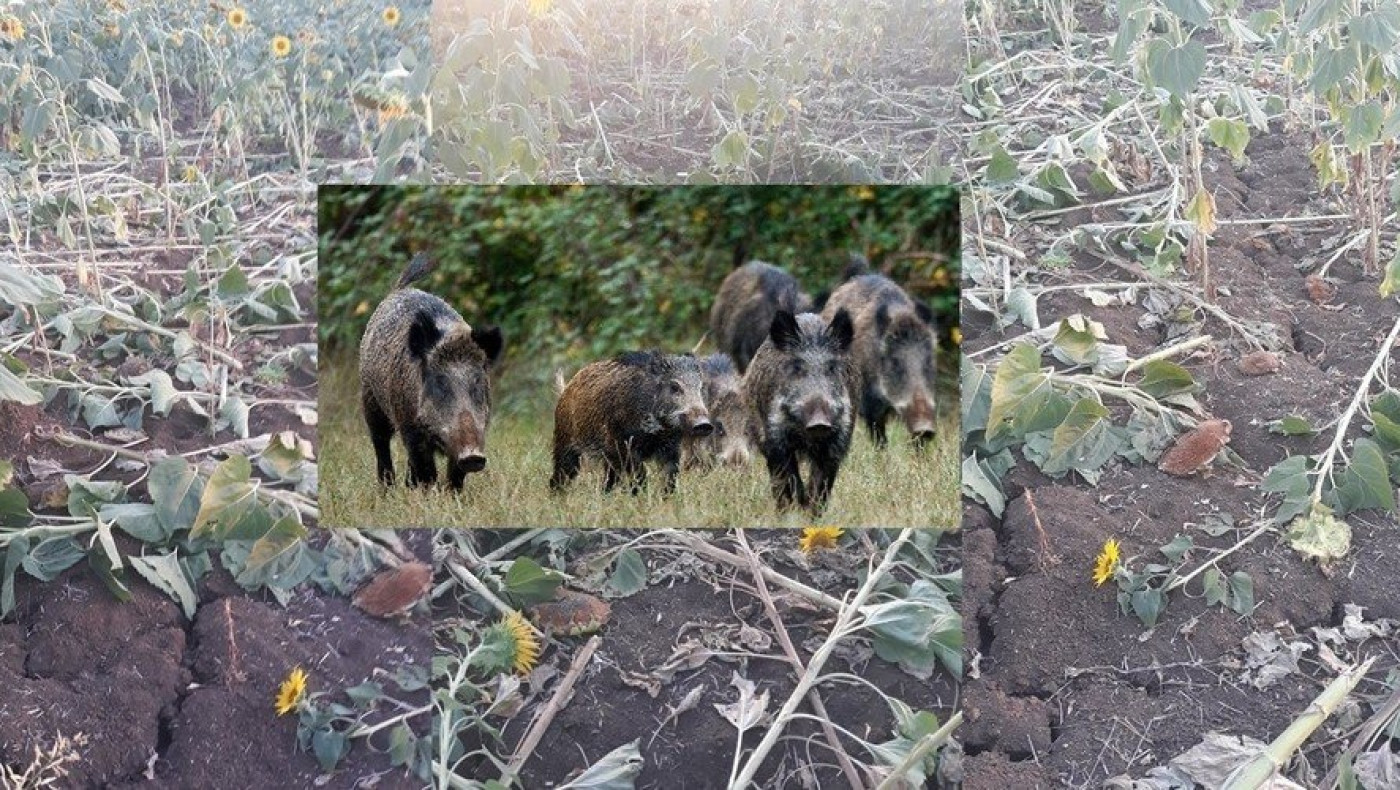 «Θα μας... φάνε τα αγριογούρουνα», κραυγή απόγνωσης στον Έβρο