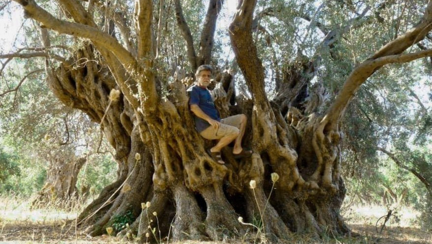 Φωτιά: Στάχτη έγινε η φημισμένη ελιά 2.500 χρόνων στις Ροβιές