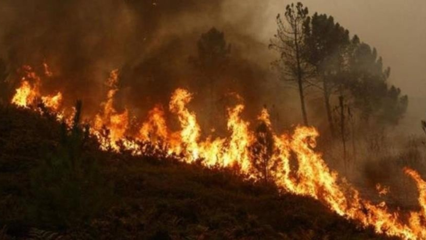 Καθηγητής Δασολογίας: Οι φωτιές στα δάση θα πνίξουν τις πόλεις