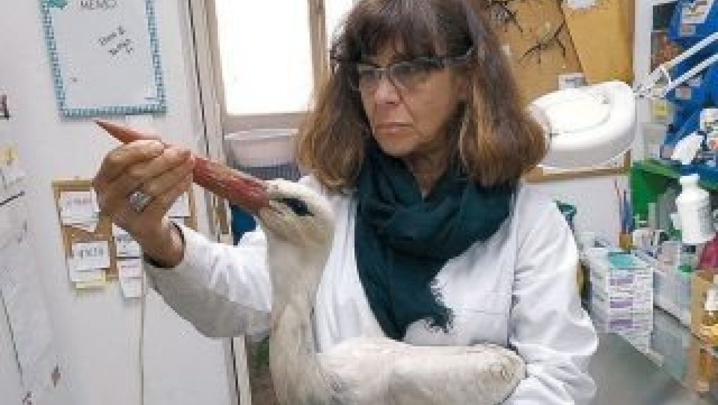 «Κάθε μισή ώρα έρχεται καμένο ζώο - Ετσι πέθαναν οι πελαργοί»