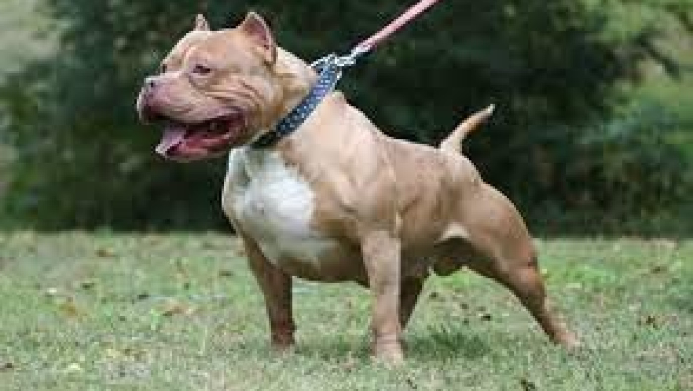 Γαλάτσι: Πίτμπουλ δάγκωσε αστυνομικό και εκείνος τράβηξε όπλο και το σκότωσε