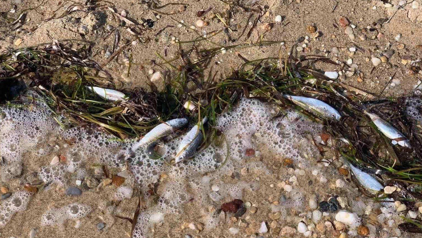 Νεκρά ψάρια ξεβράζει η θάλασσα σε παραλία της Χαλκιδικής