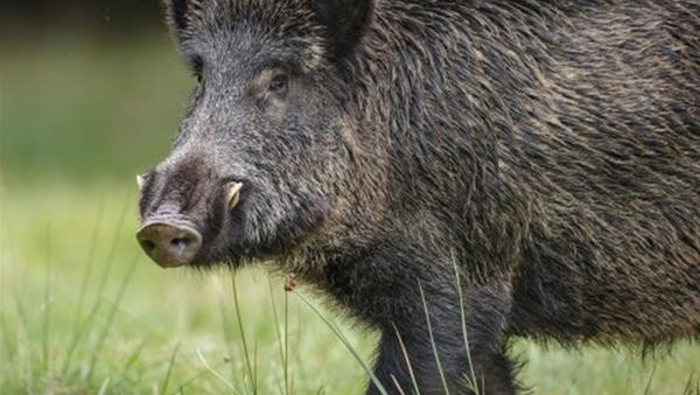 Κοπάδι από αγριογούρουνα κόβει βόλτες στο Πανόραμα (video)