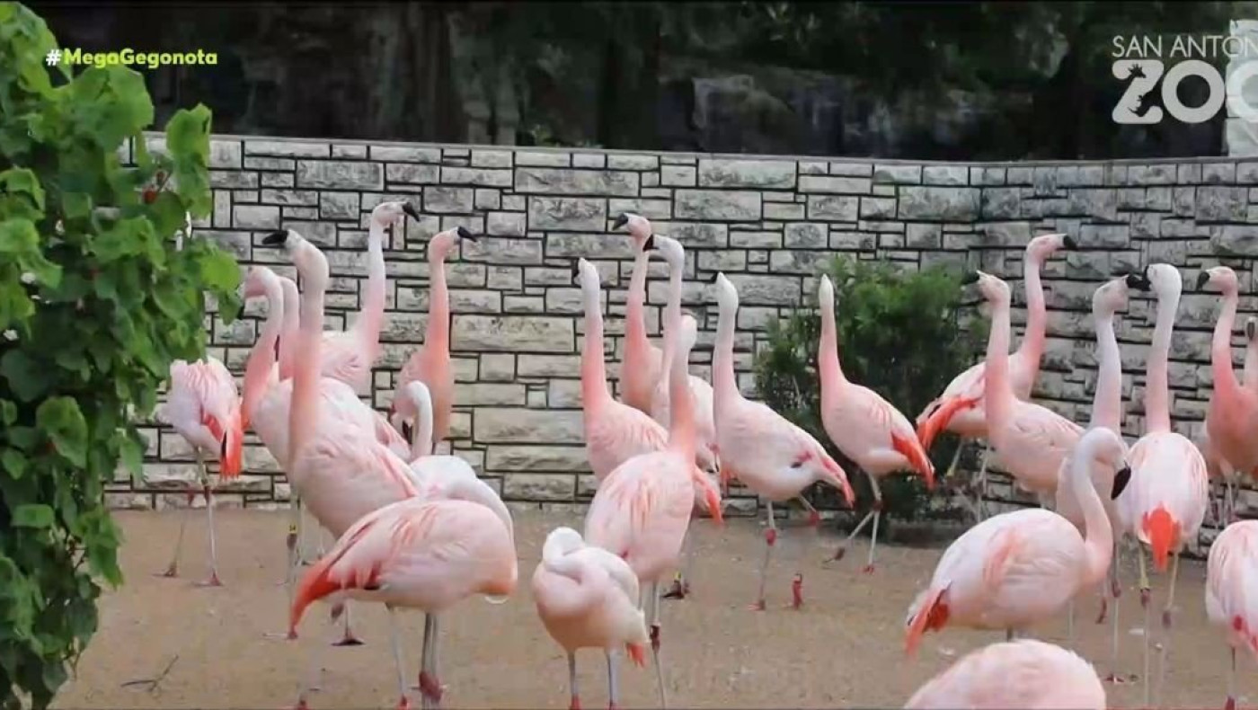 ΗΠΑ - Η συγκινητική τελευταία επιθυμία 75χρονης καρκινοπαθούς