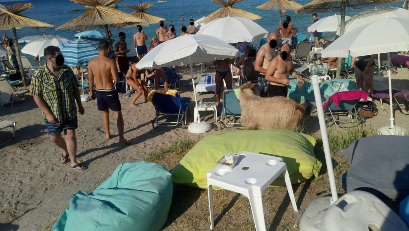 Χαλκιδική: Τράγος τριγυρνάει σε beach bar του δεύτερου ποδιού!