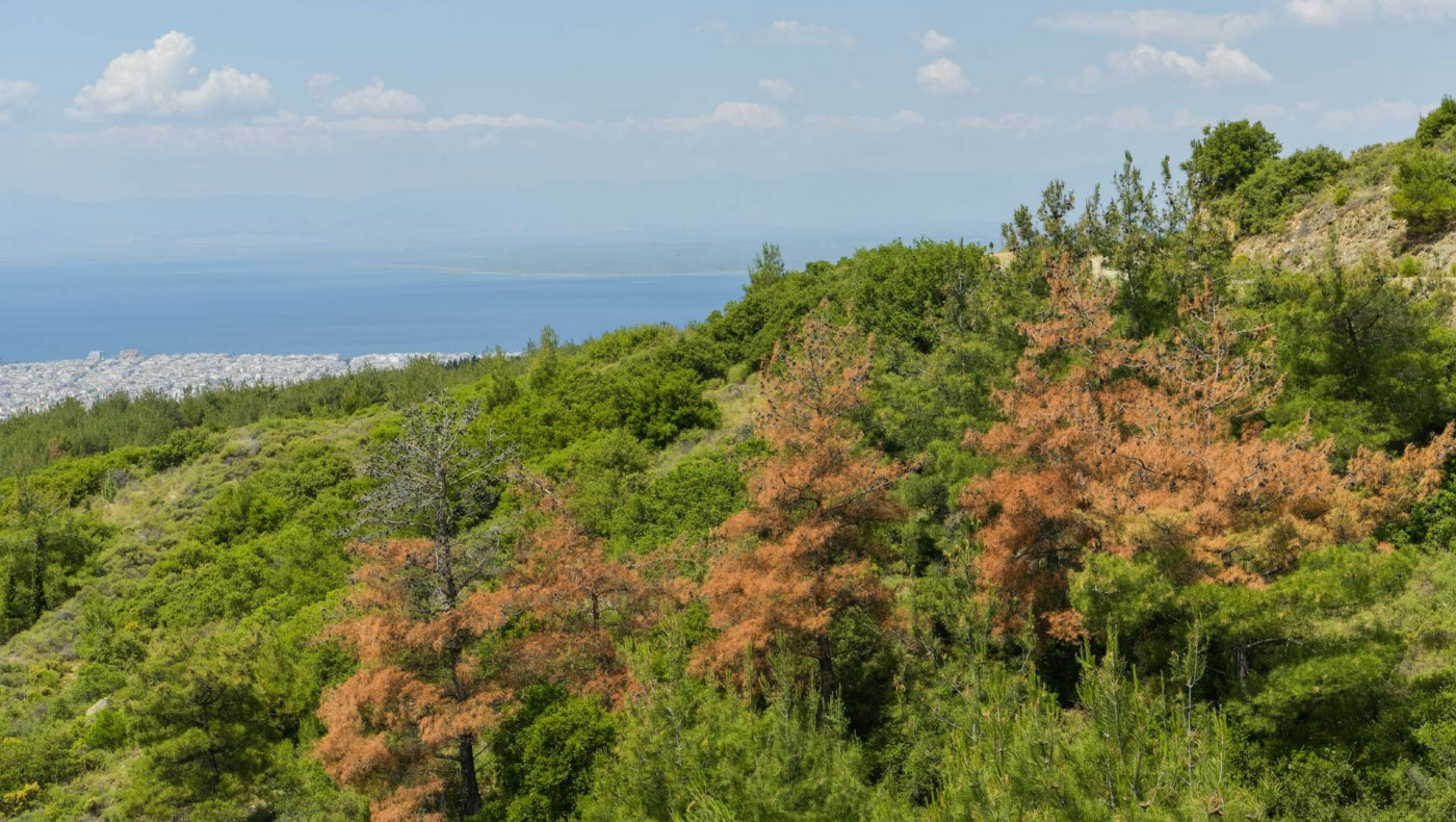 Απαγόρευση του κυνηγιού στο δάσος του Σέιχ Σου για 10 χρόνια