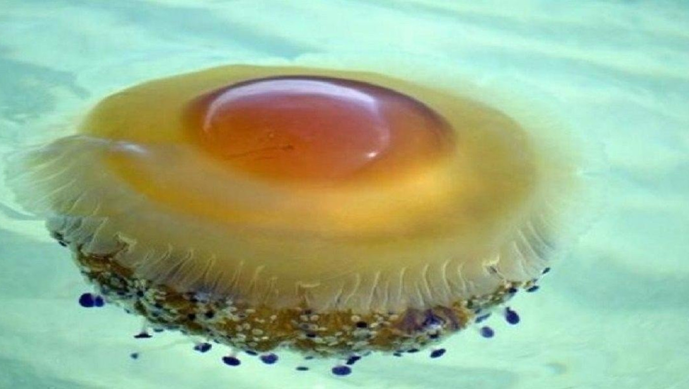 Καθηγητής Βιολογίας: «Πού οφείλεται το φαινόμενο με τις μέδουσες»