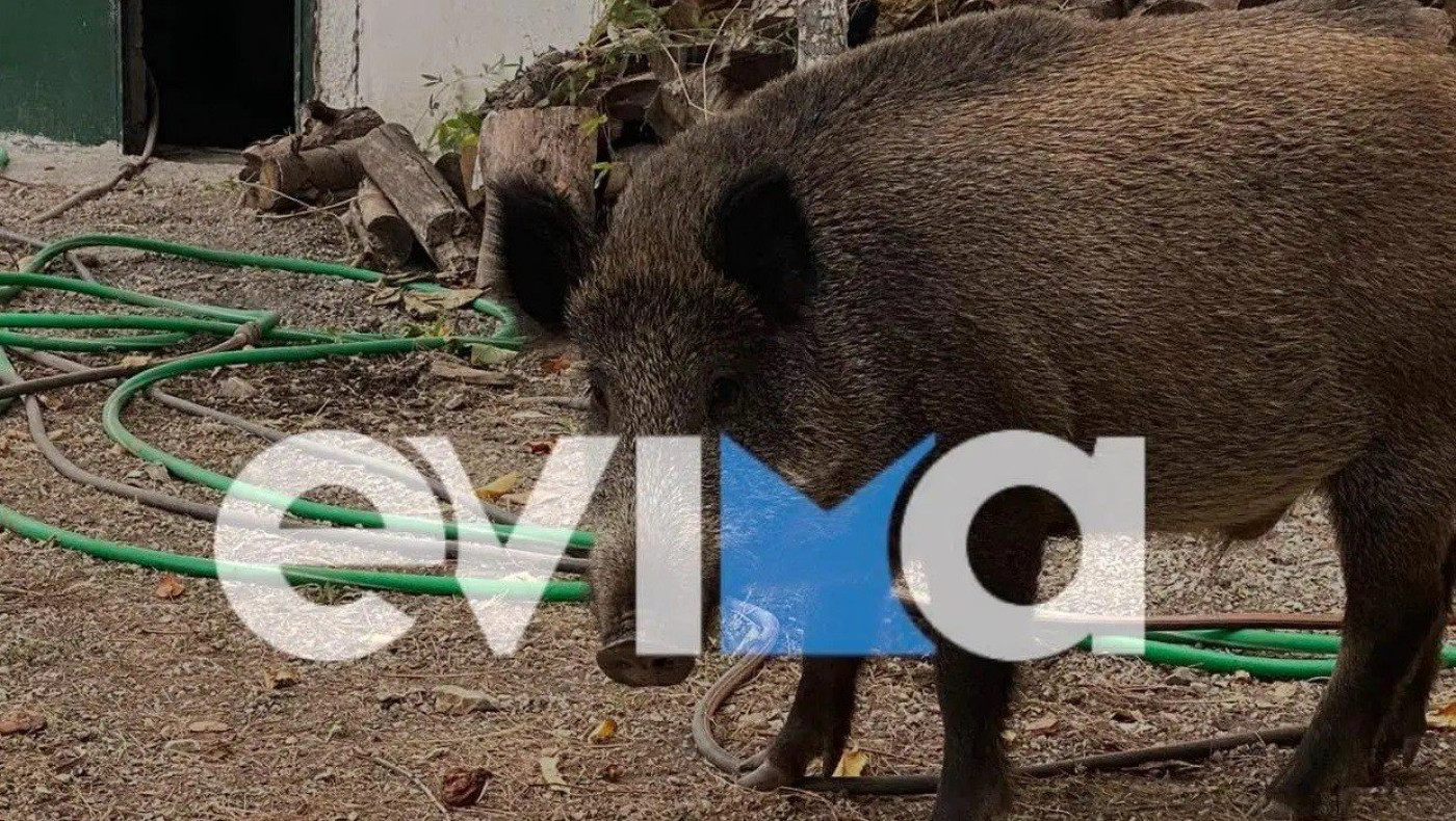 Βόρεια Εύβοια: Απολαυστικό βίντεο με αγριογούρουνο να… τρώει σε ταβέρνα