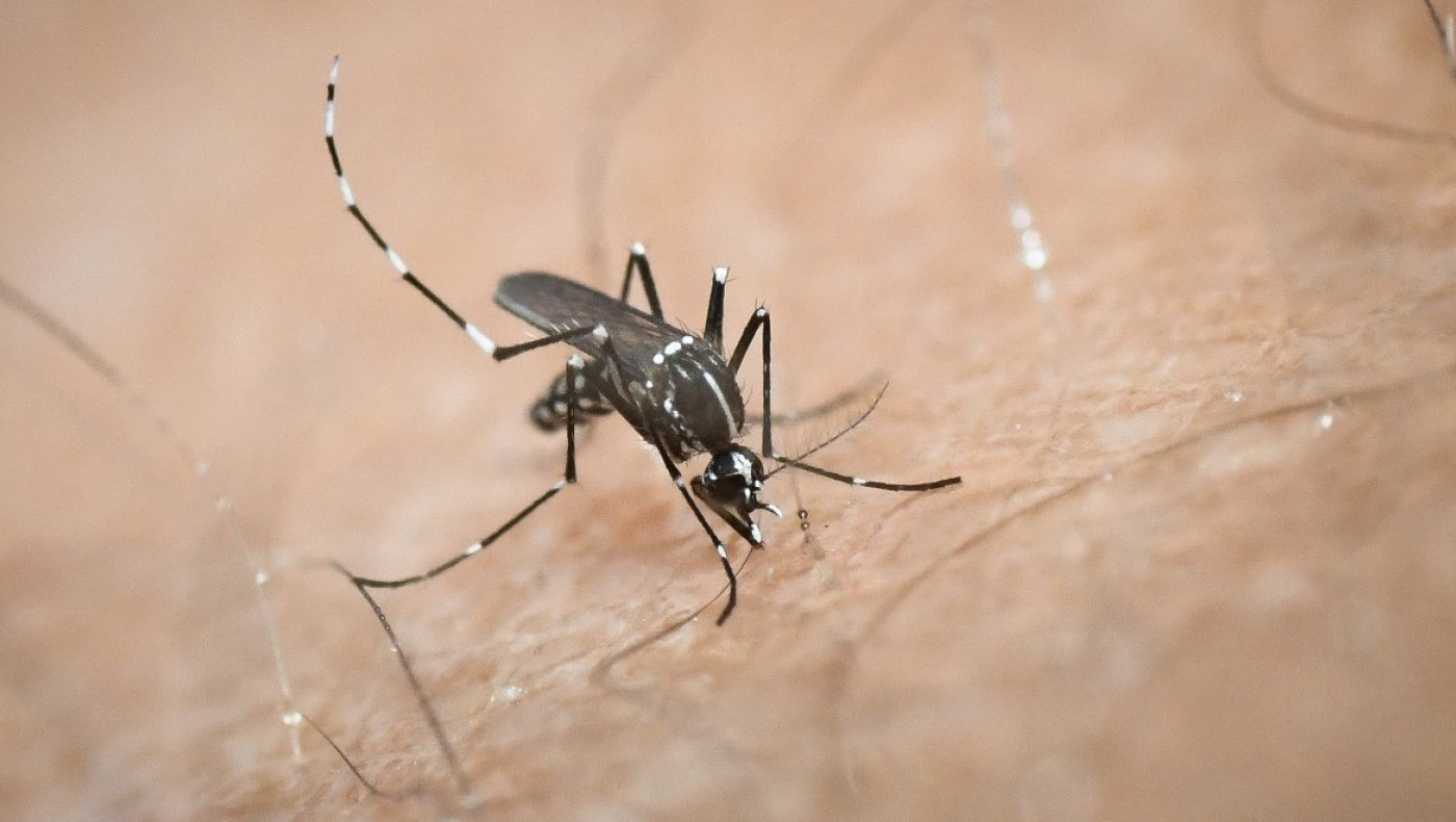 Ελλάδα: 19 νέα κρούσματα Ιού του Δυτικού Νείλου