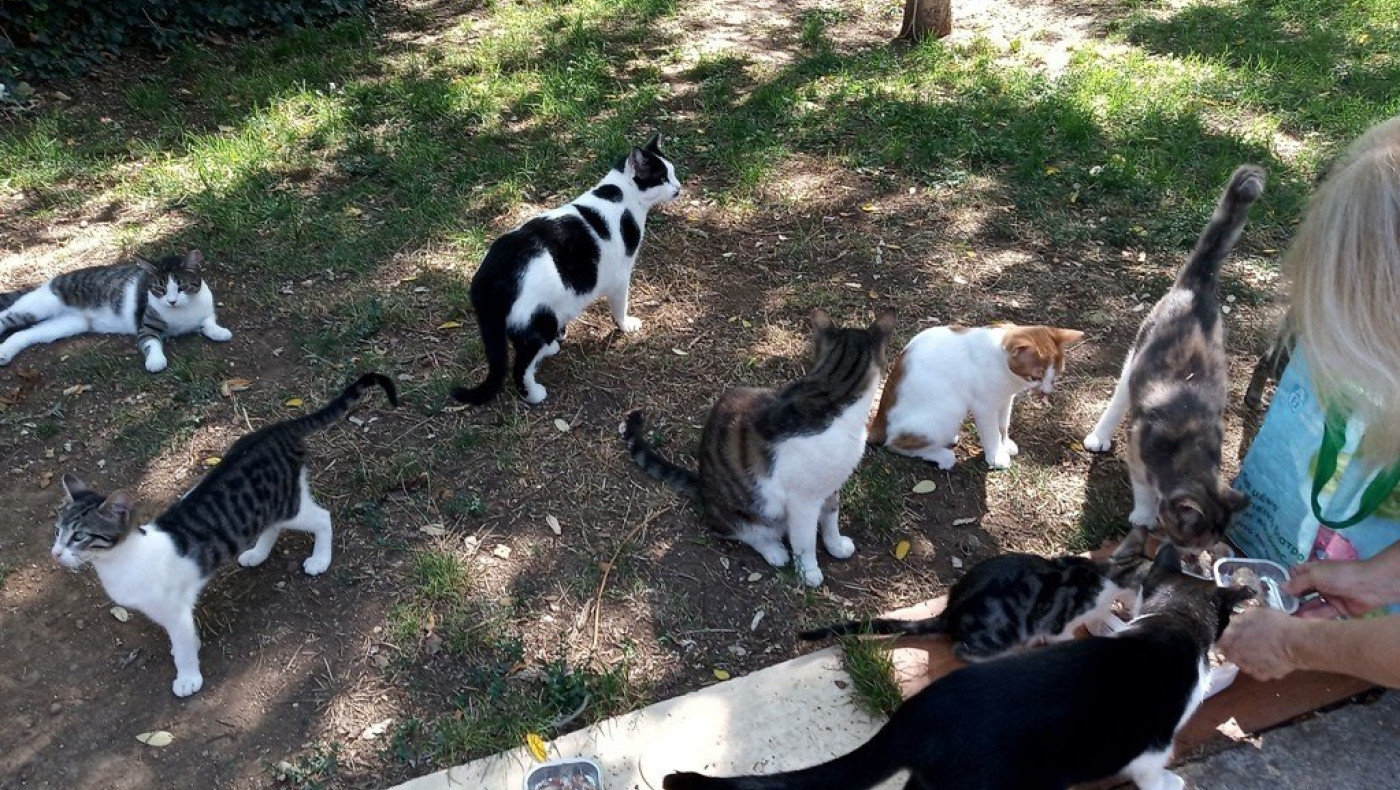 Θεσσαλονίκη: Οι πολύτιμοι... γατοφύλακες της Χαριλάου