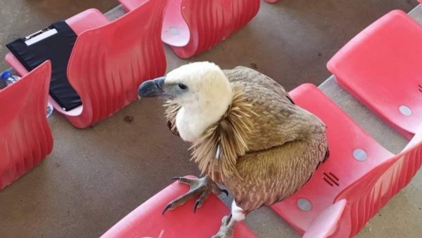 Απίστευτο: Τραυματισμένος γύπας προσγειώθηκε στο Βουζουνεράκειο