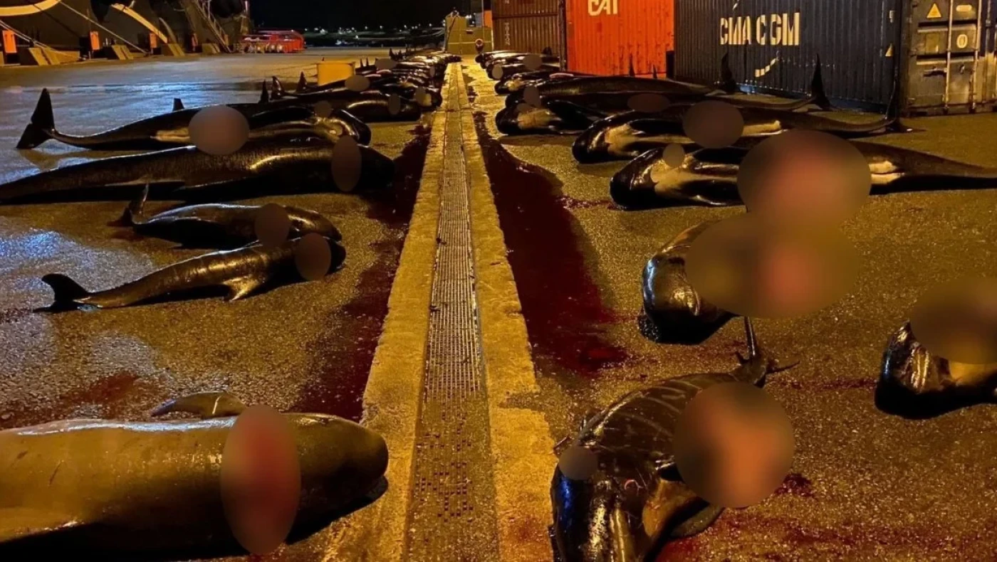 Απίστευτη κτηνωδία! σφαγιάστηκαν ακόμα 52 δελφίνια στα Νησιά Φερόε