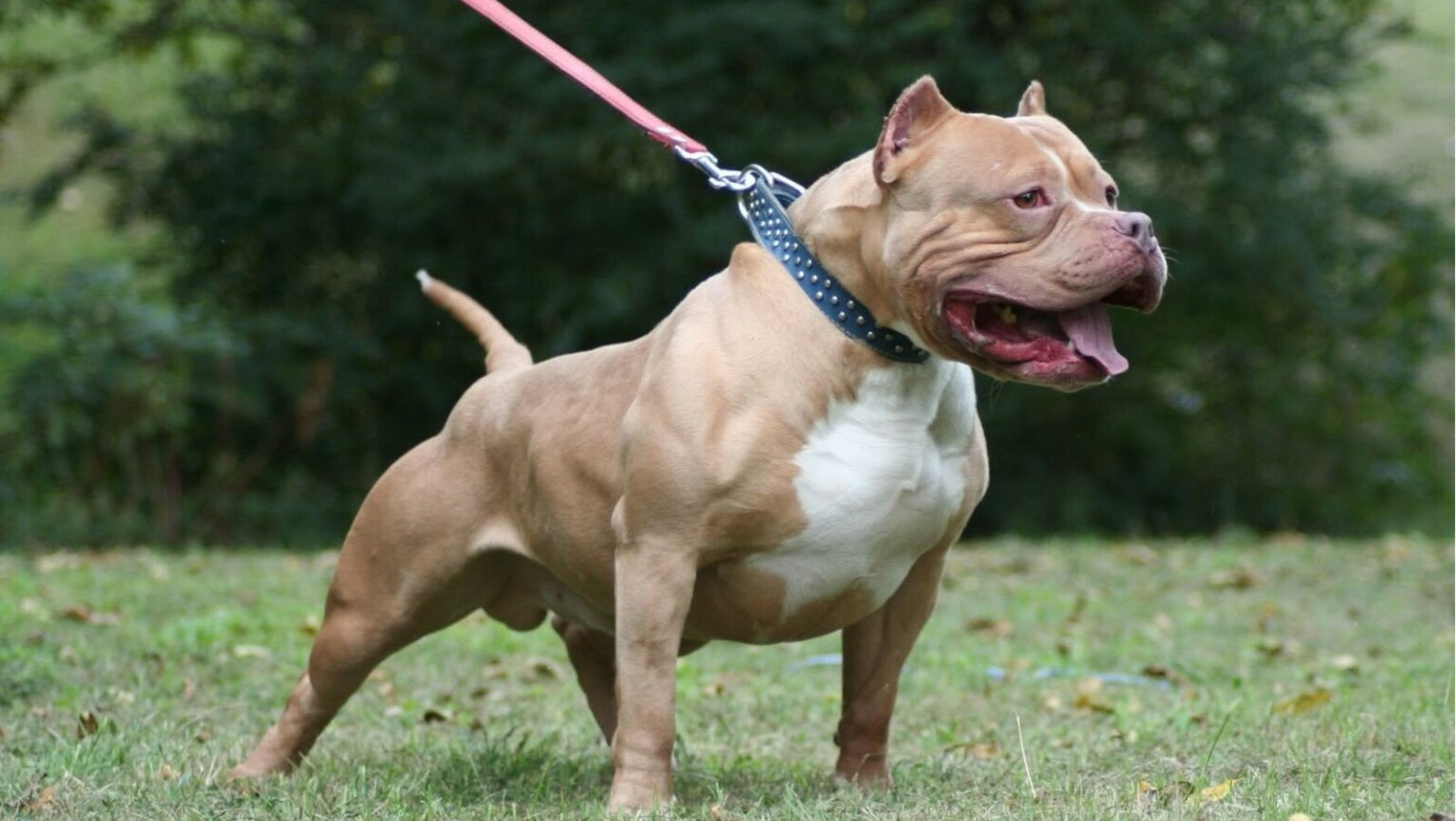 Θεσσαλονίκη: Πίτμπουλ επιτέθηκε και τραυμάτισε 83χρονο