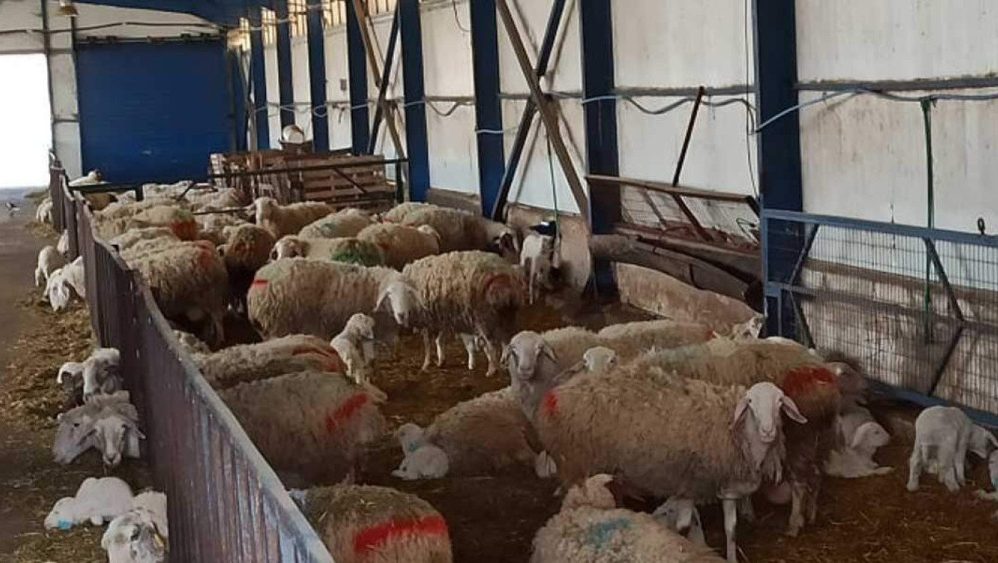 Θεσσαλία: Συναγερμός για τα κρούσματα πανώλης σε αιγοπρόβατα (vid)