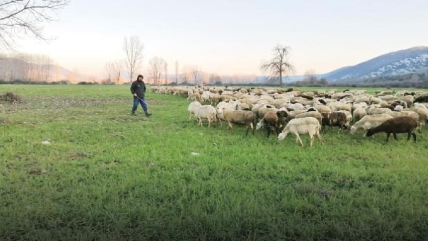 Κοζάνη: Κτηνοτρόφοι χωρίς εκτάσεις -Χωριό περικυκλωμένο με φωτοβολταϊκά