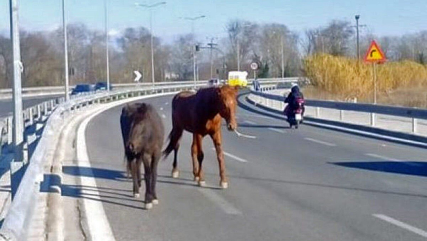 Καβάλα: Άλογο έκοβε βόλτες στην Εγνατία Οδό