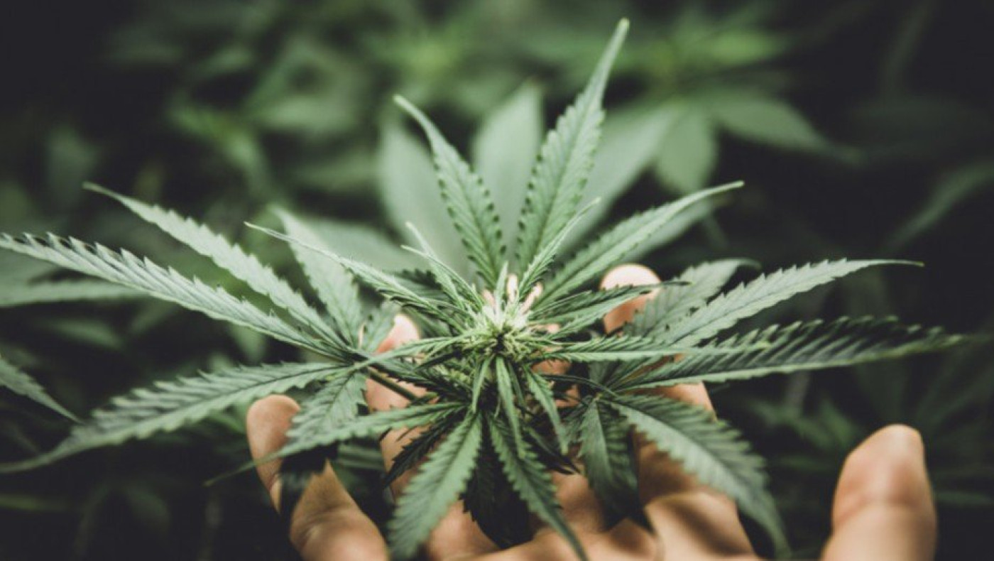 Το Λουξεμβούργο η πρώτη χώρα της ΕΕ που νομιμοποιεί την καλλιέργεια και την χρήση κάνναβης