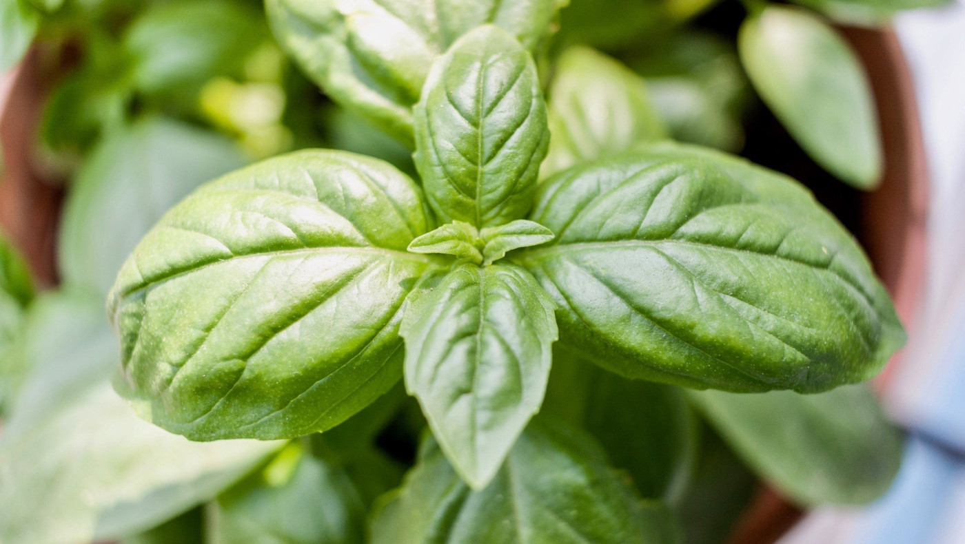 Το αντικαρκινικό αρωματικό βότανο που προστατεύει το ήπαρ