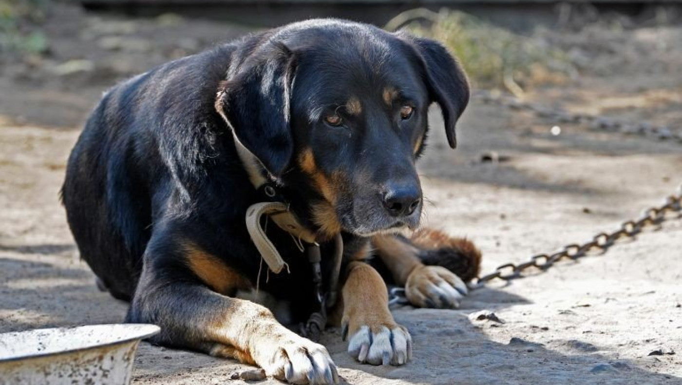 Θεσσαλονίκη: Σκότωσε σκύλο με λοστό επειδή του έφαγε μια κότα